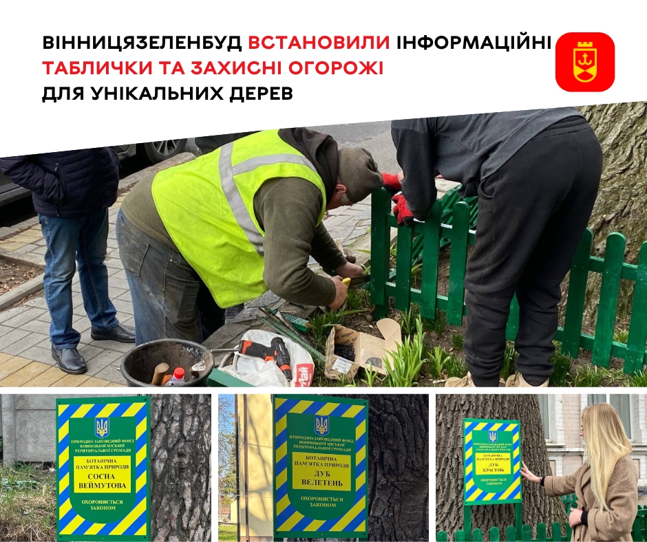 Під охороною закону. Вінницязеленбуд встановили інформаційні таблички та захисні огорожі для унікальних дерев